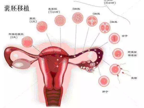 试管婴儿鸡尾酒