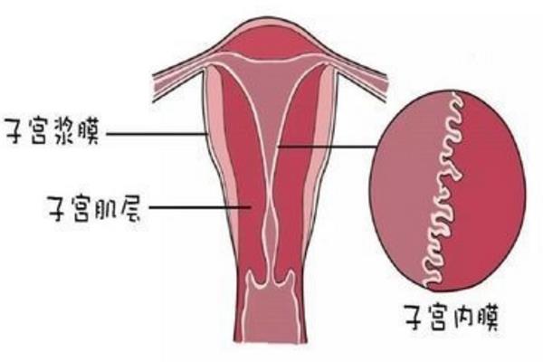 试管 双胞胎