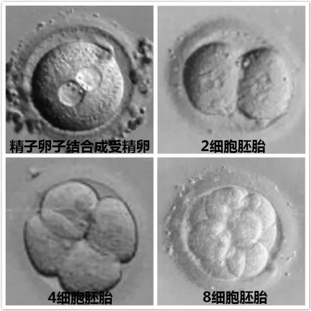 东营捐卵机构